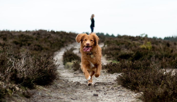 golden dog running along dirt track