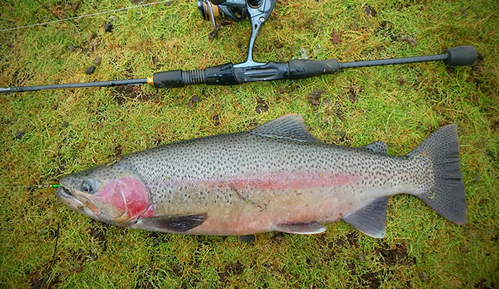 Jindabyne rainbow trout next to fishing rod