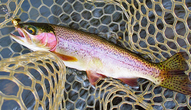 Jindabyne rainbow trout