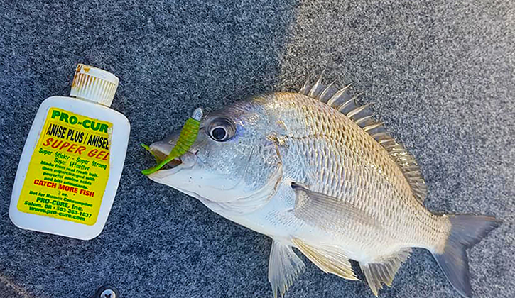 Narrabeen fishing bream with scented lure