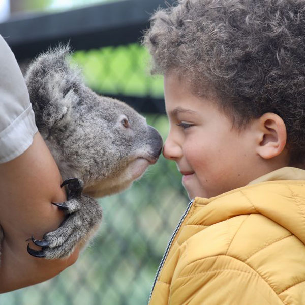 koala encounter