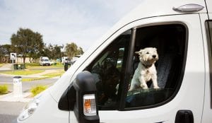 Dog looking out the window of a campervan