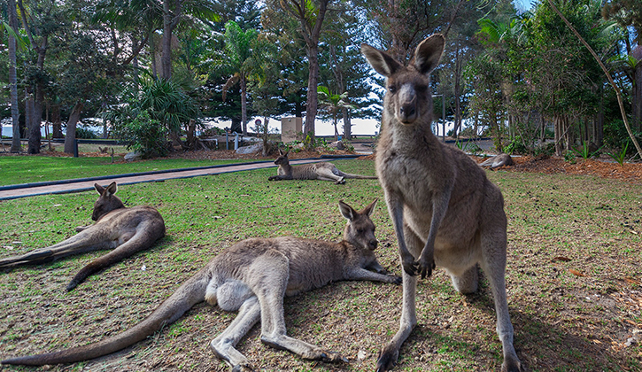 victor harbour kangaroos