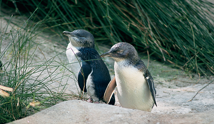 victor harbour granite island penguin