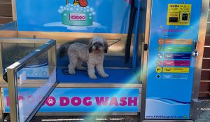 dog inside a dog wash facility in Port Macquarie