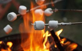 bright marshmallows on sticks at fire