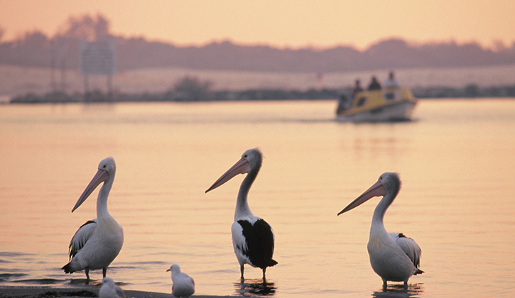 gippsland lakes pelicans