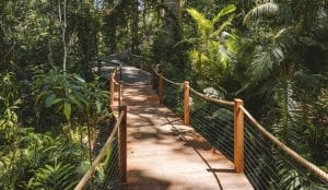 Cairns Skyrail Rainforest Cableway