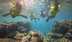four snorkelers swimming in the Great Barrier Reef