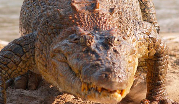 A close up of a crocodile at Koorana Crocodile Farm