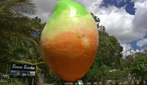 Big Mango in Bowen