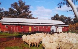 sheep on a farm yarrawonga mulwala