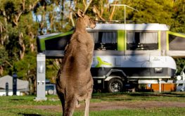 Kangaroo BIG4 NRMA Halls Gap Holiday Park