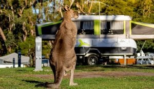 Kangaroo-standing-in-halls-gap-caravan-park