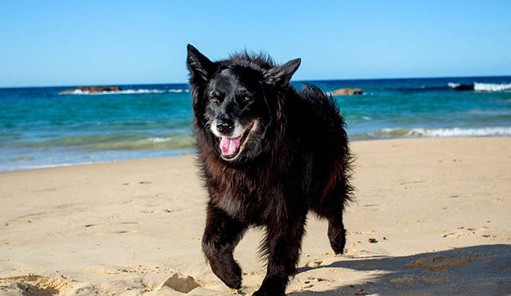 South West Rocks dog on beach