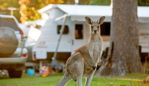 Kangaroo at the resort in South West Rocks
