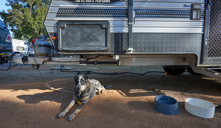 Dubbo dog by caravan