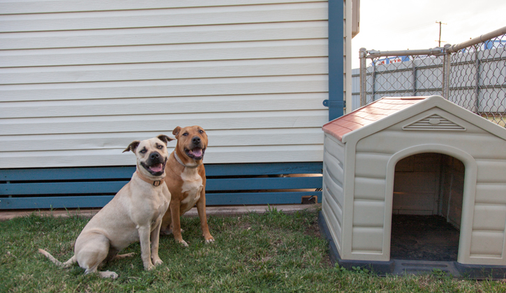 Dubbo dogs by kennels
