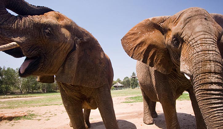 Dubbo zoo elephants