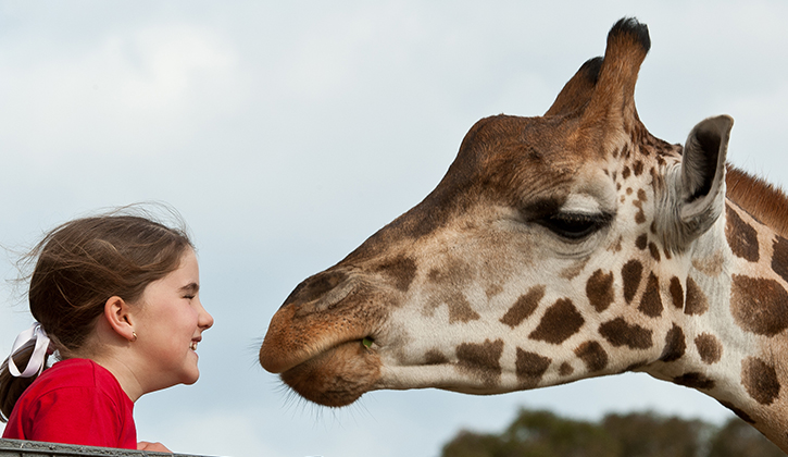 murramarang zoo giraffe and child