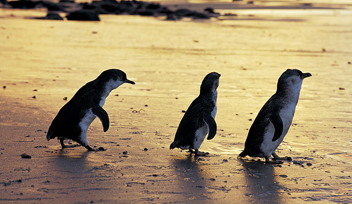 Phillip Island penguins