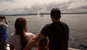 Merimbula Whale watching