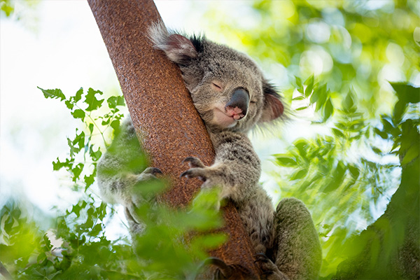 merimbula beach koala