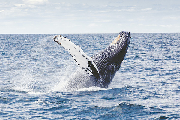 merimbula beach whale in water