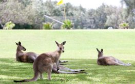 Kangaroos in Coffs Harbour