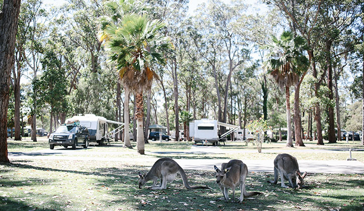 Kangaroos in camping area